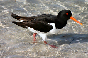 Oystercatcher