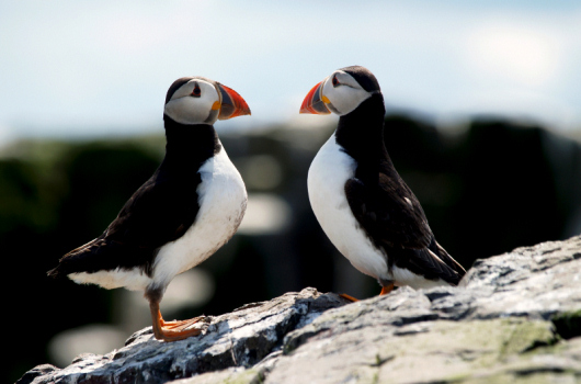 Puffins, Farne Islands, Northumberland